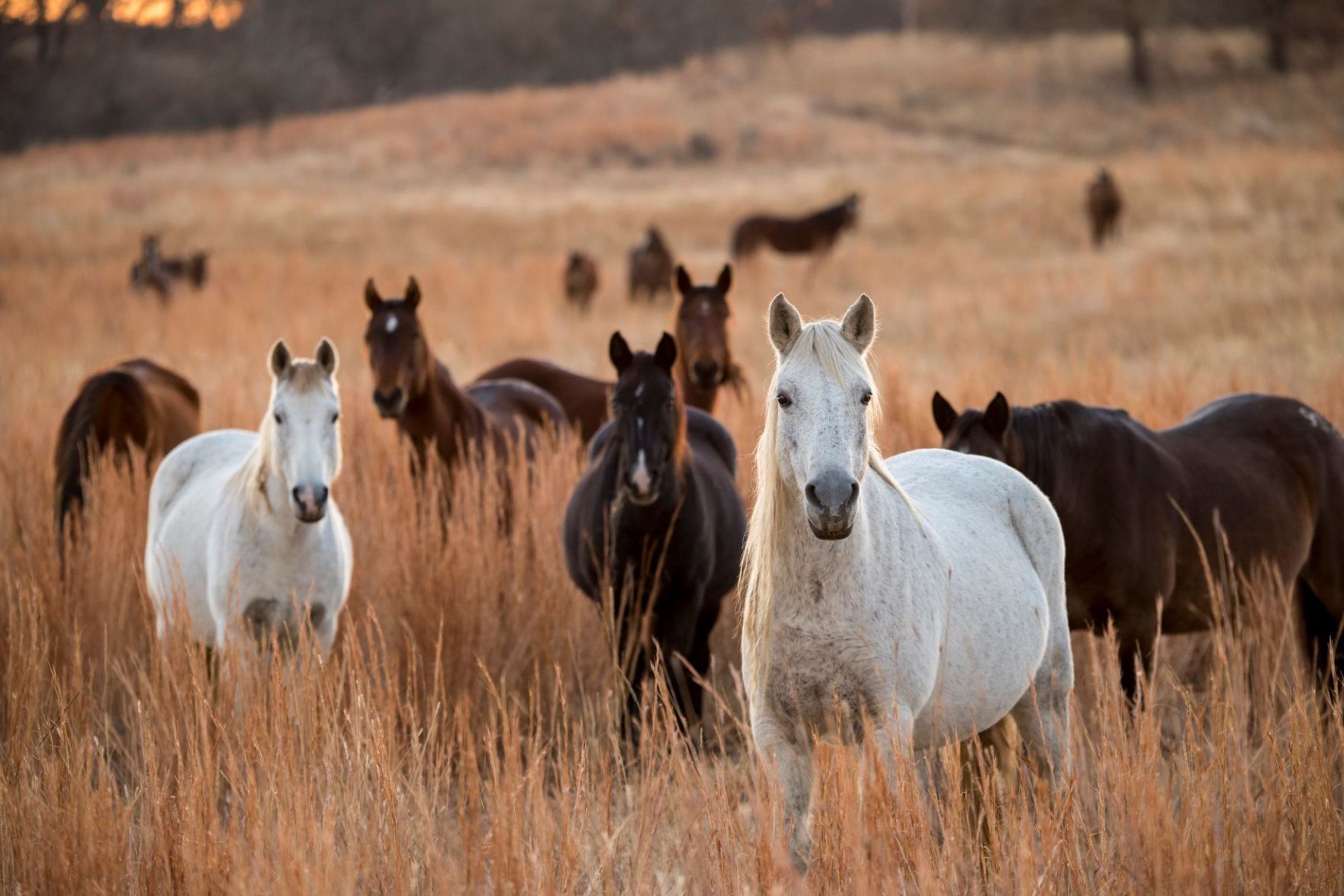 Wild horses 2